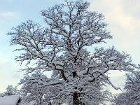 Mächtige Eiche im Winterkleid